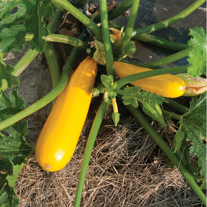03886g_01_yellow_fin