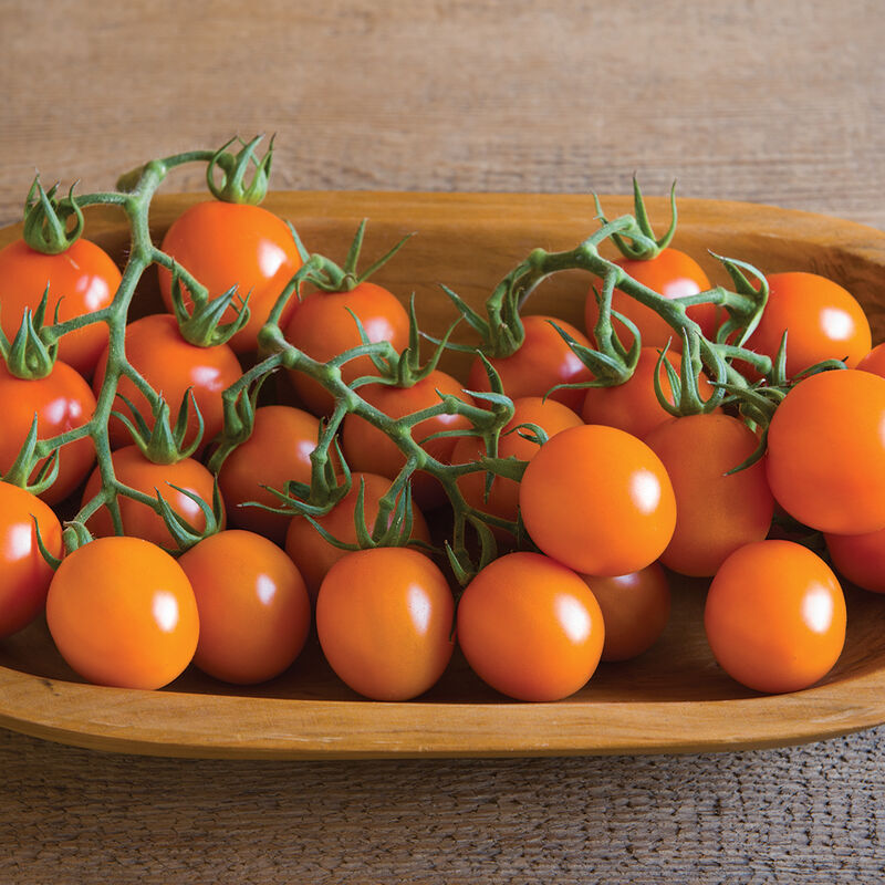 03991g_01_clementine