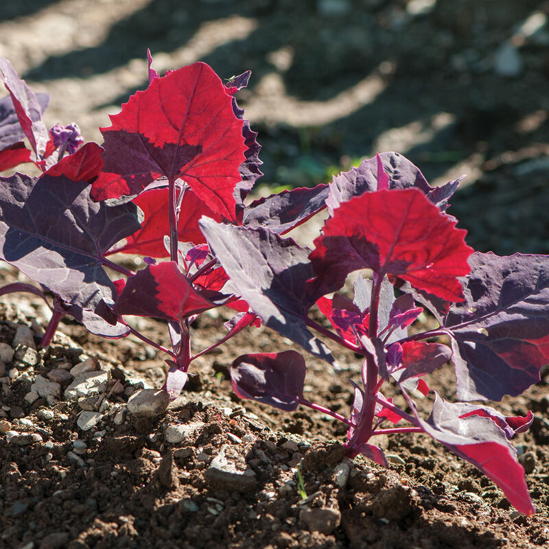03999g_01_rubyredorach