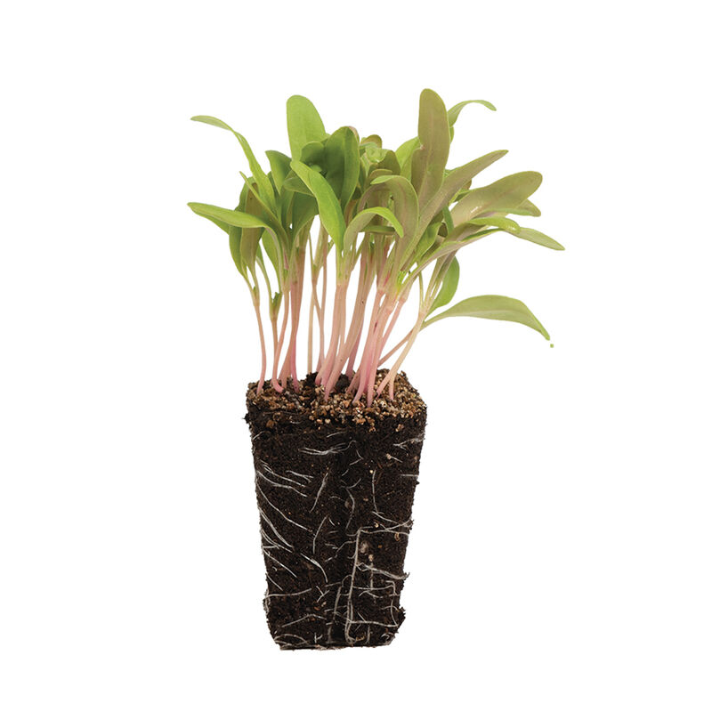 04108mg_02_pink_stem_chard