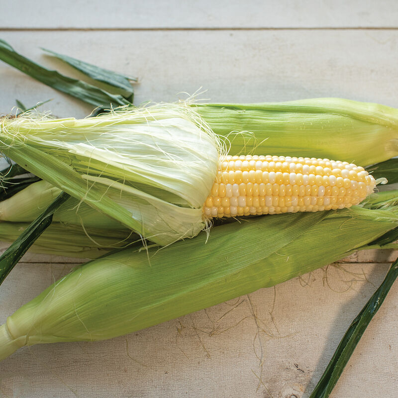 04128_01_essence_corn