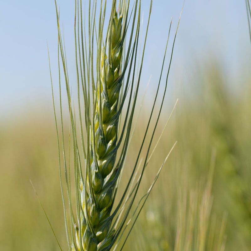 04169g_01_spring_wheat