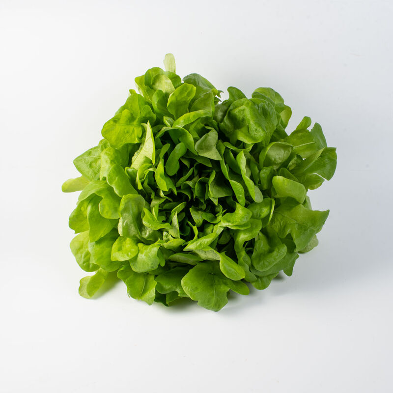 04189jp_01_green_oak_leaf