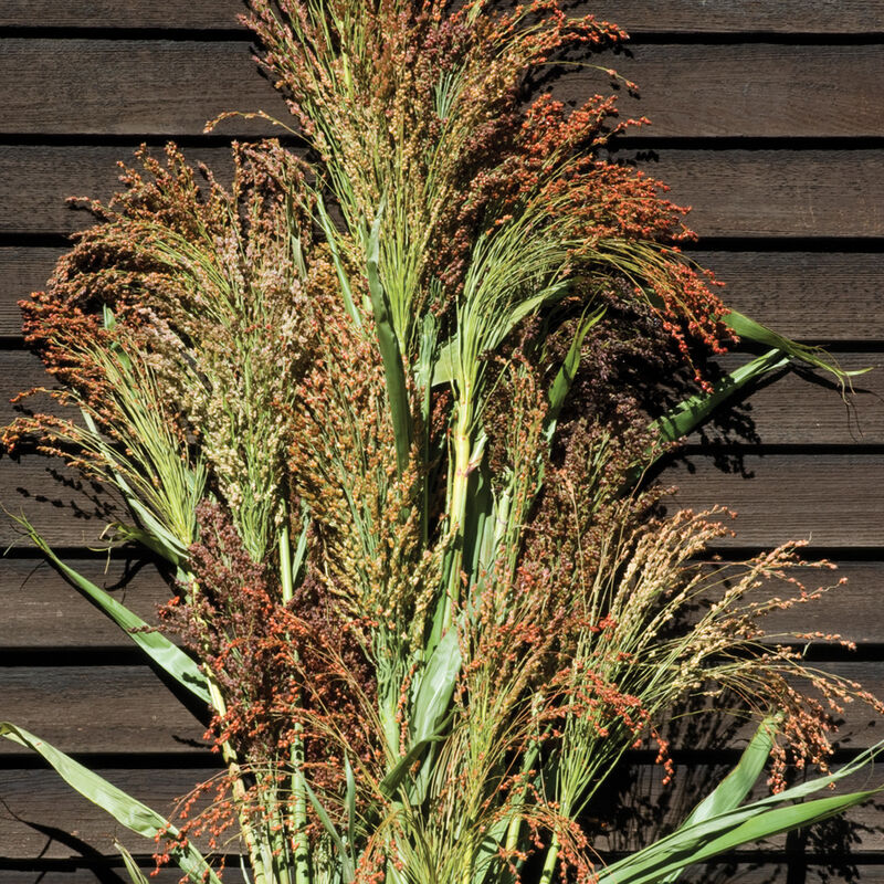 04228_01_mixedbroomcorn