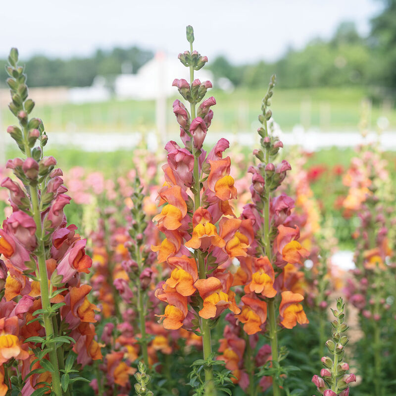 04250_01_potomac_dark_orange_snapdragon