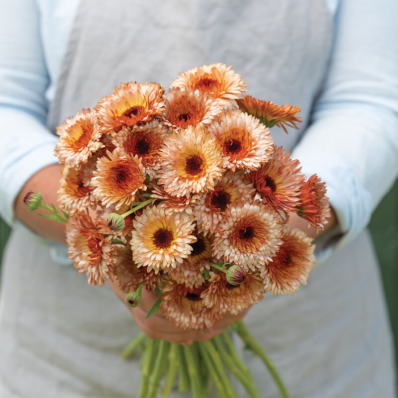 04252_01_orange_flash