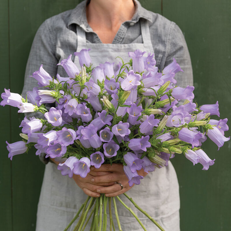 04260p_01_championlavender
