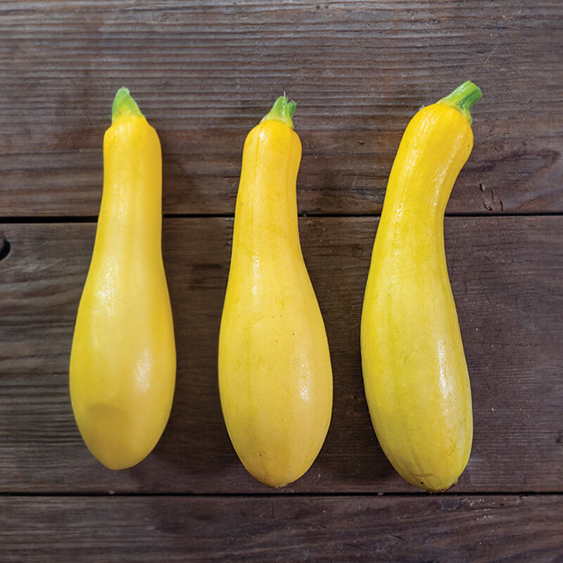 04306g_01_butterfingers_yellow_summer_squash
