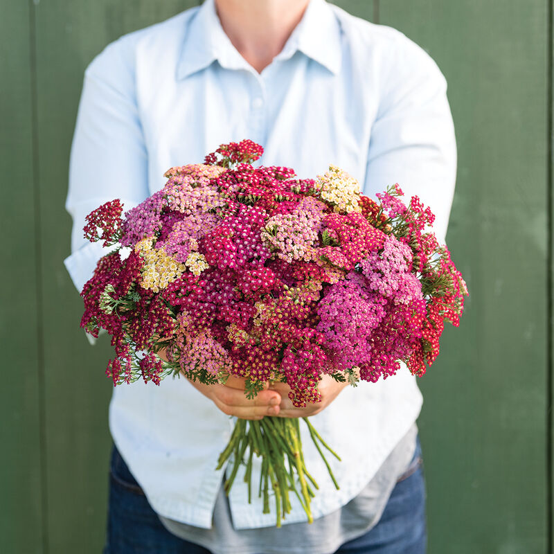 04327_01_flowerburstredshades