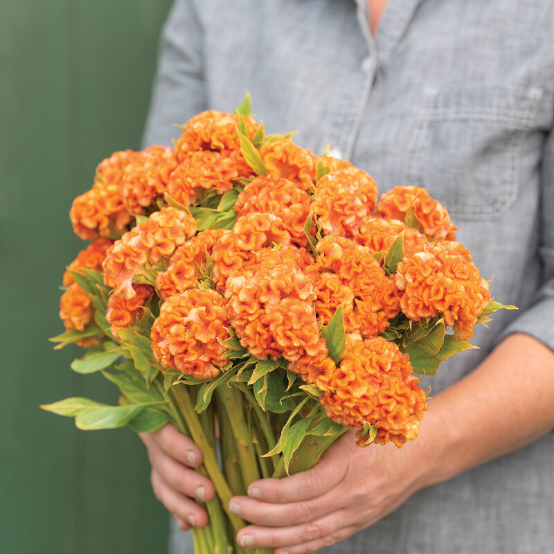 04332_01_orange_queen_improved