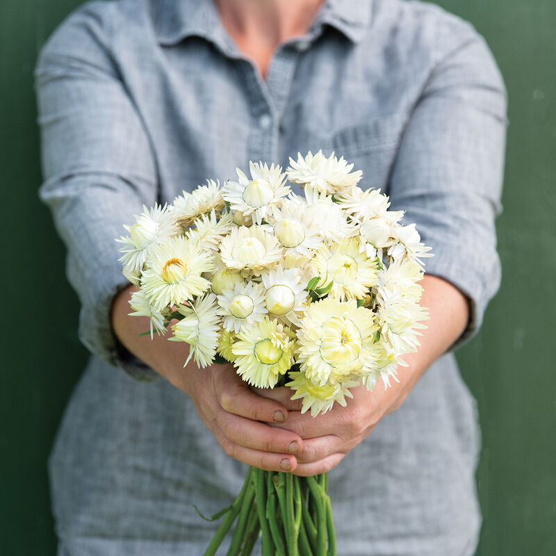 04352_01_creamywhite