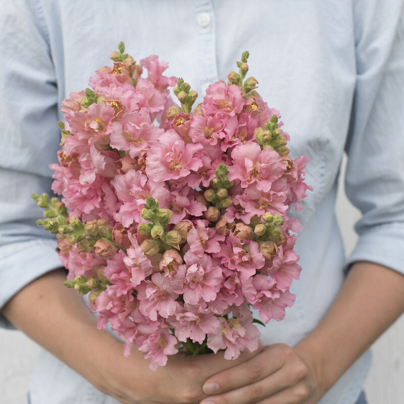 04386_01_madame_pink