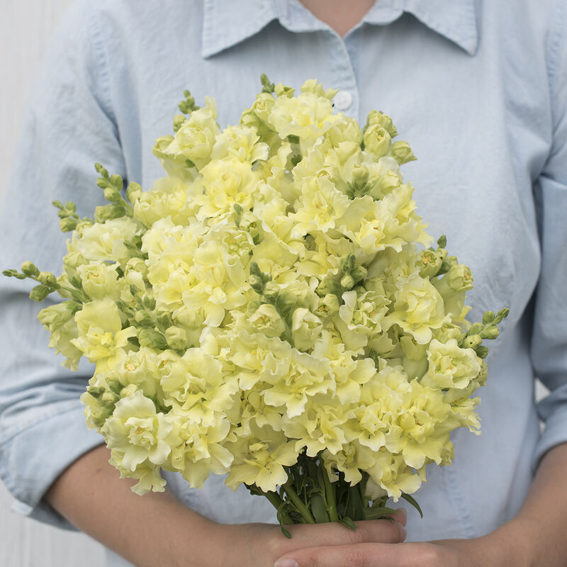 04388_01_madame_yellow