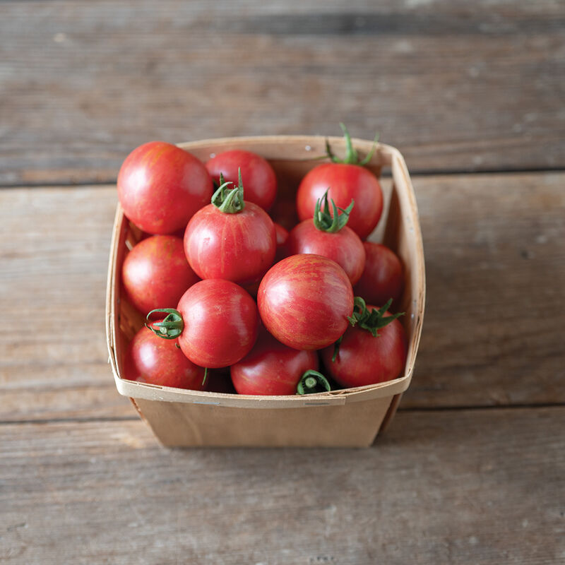 04502g_01_queen_bee_tomato