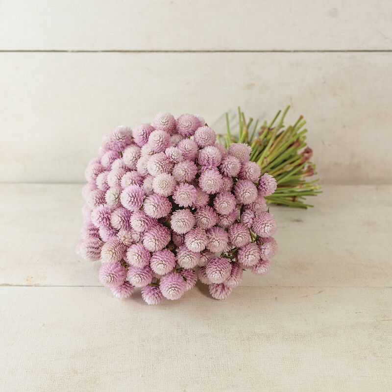 04584_01_qis_pink