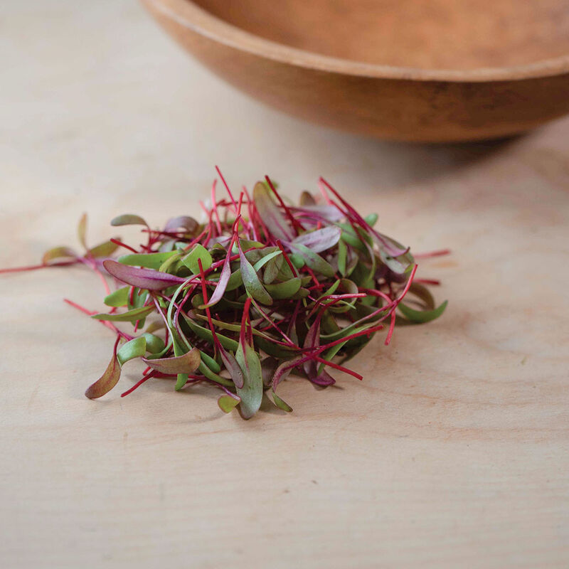 04609mg_01_redleaf_beet