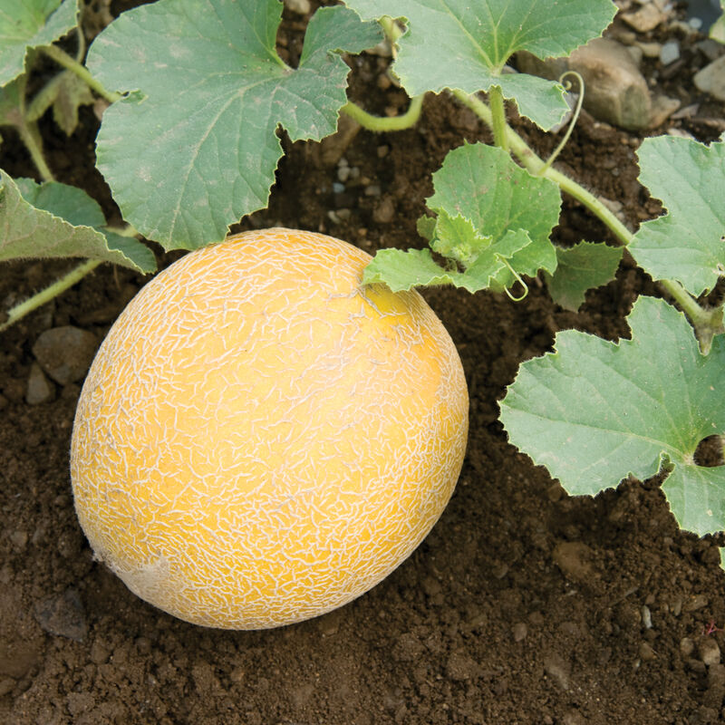 0460g_01_arava