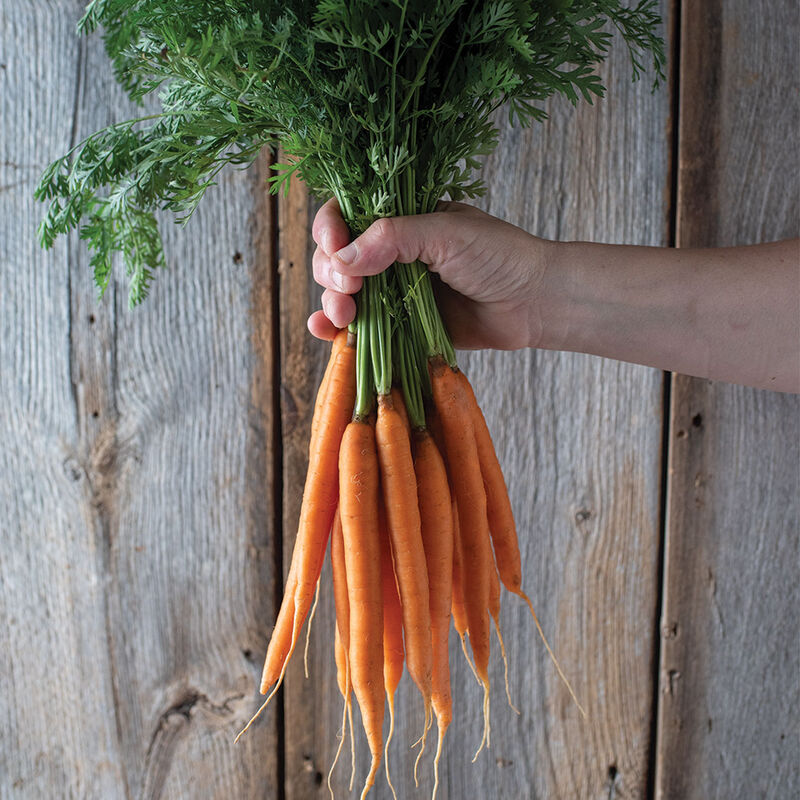 04615g_01_narvik_carrot