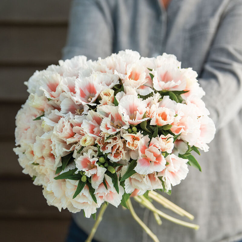 04661_01_graceshellpink