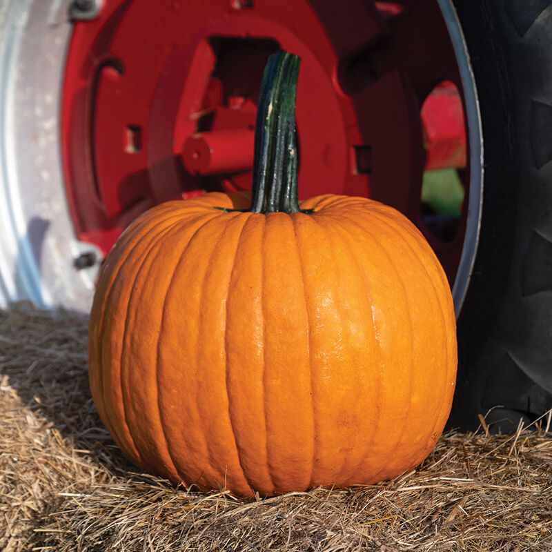 04676_01_cronus_pumpkin