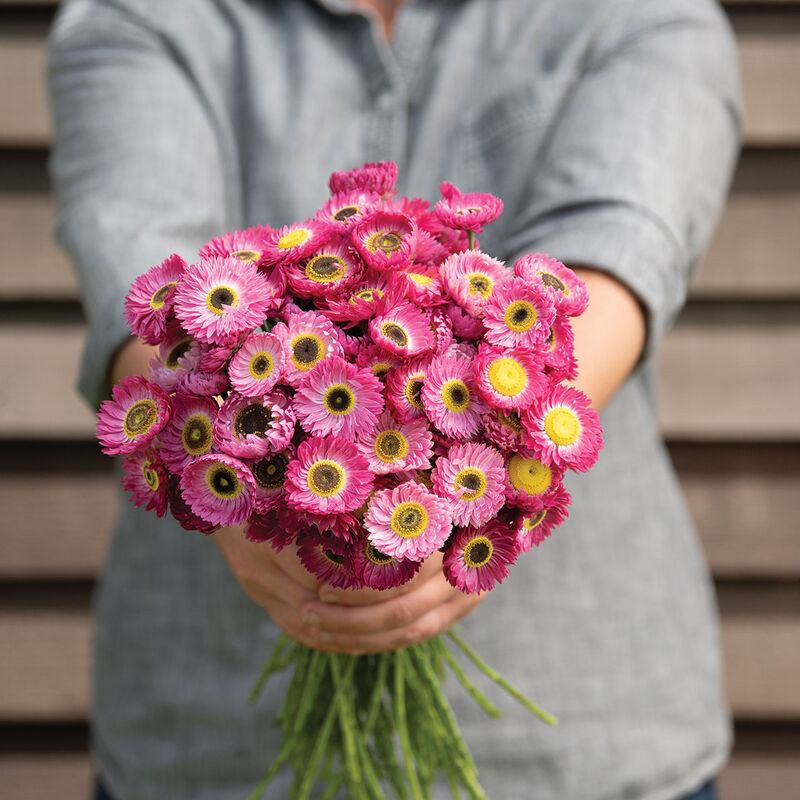 04677_01_pierrotred