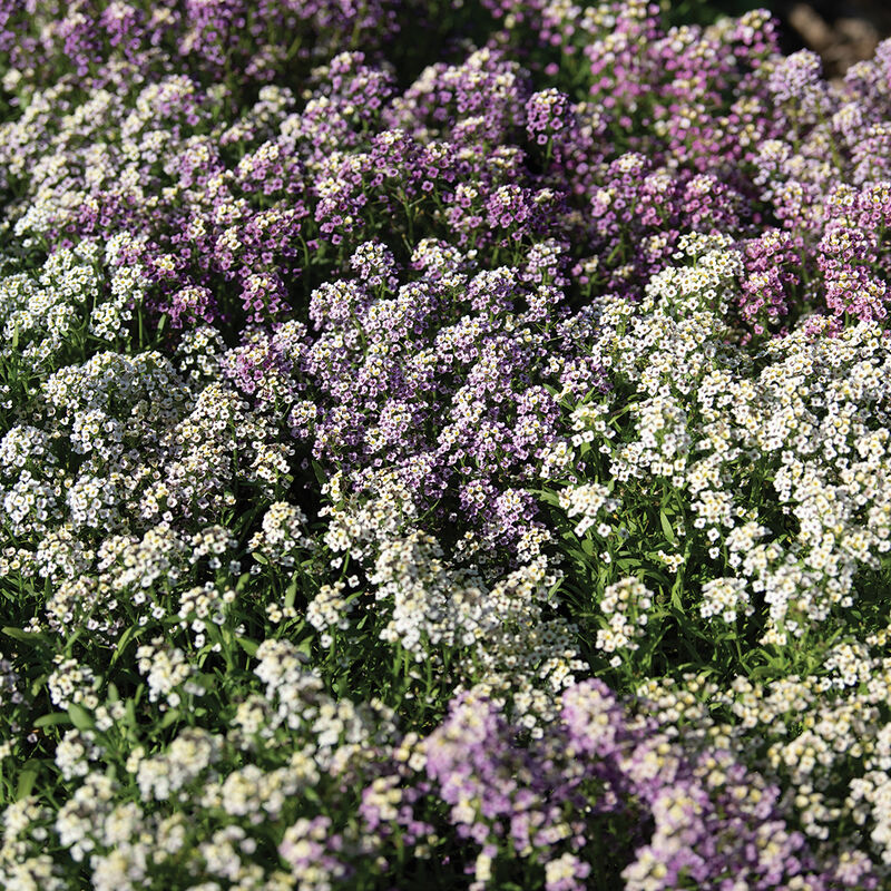 04679_01_wandering_mix_flower