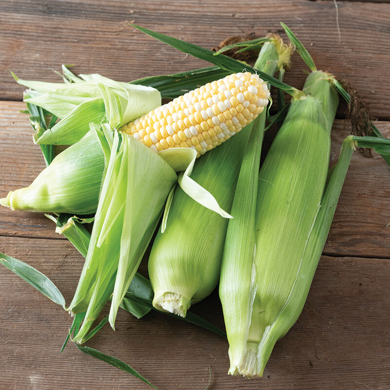 04766_01_inspiration_corn