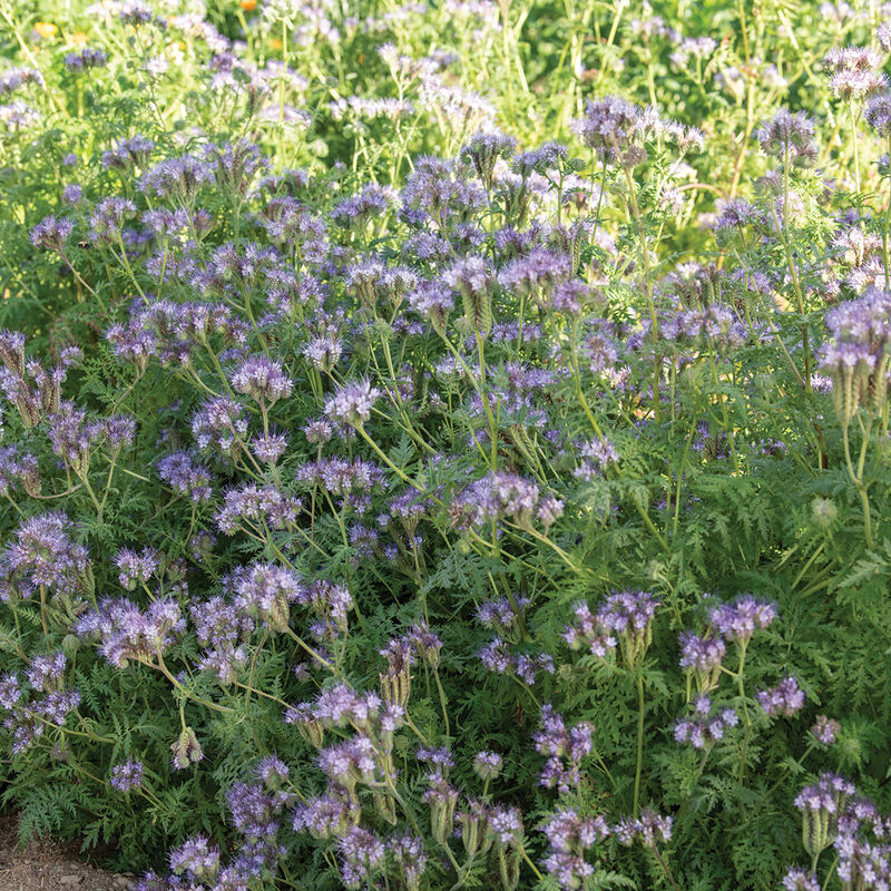 04771_01_phacelia