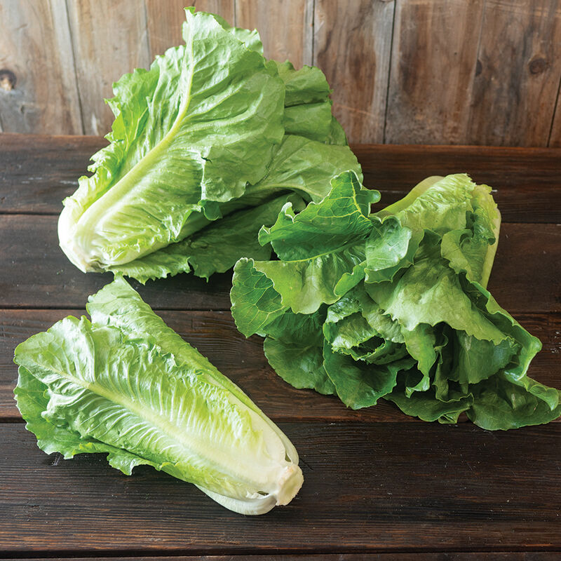 04788_01_sunland_romaine_lettuce