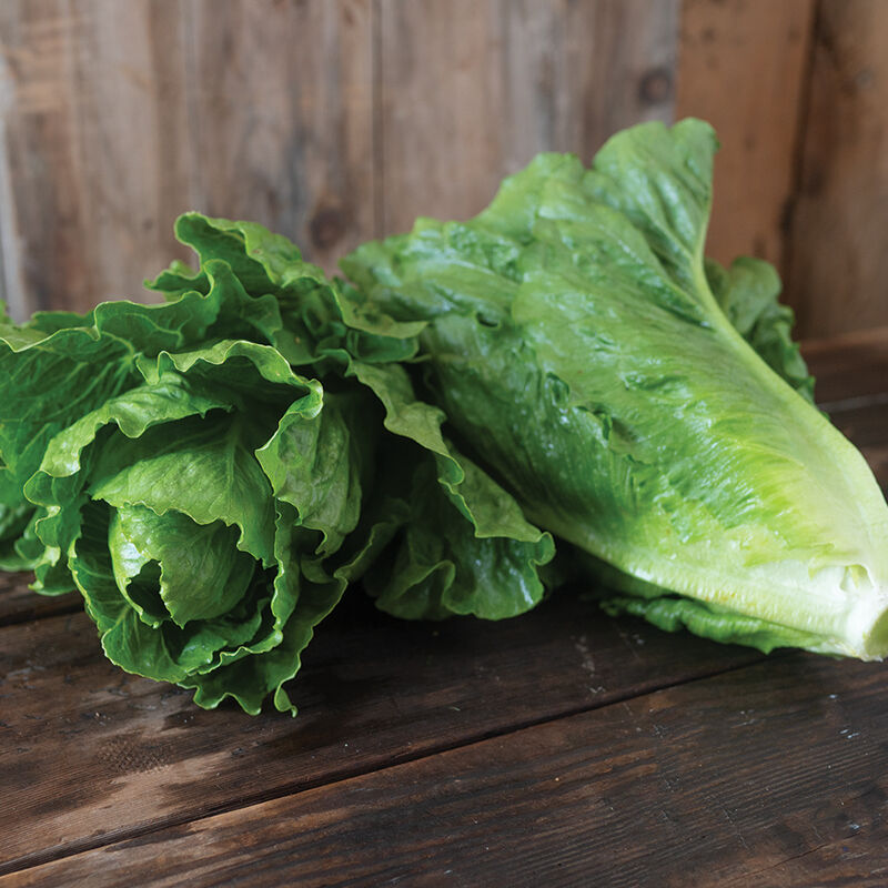 04791g_01_chalupa_green_romaine_lettuce