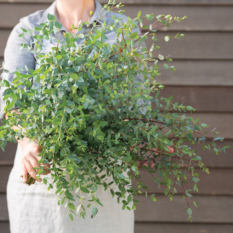 04793_01_smallleaved_gum