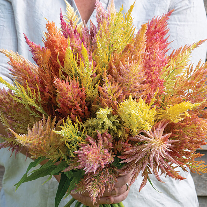 04813g_01_shimmer_celosia