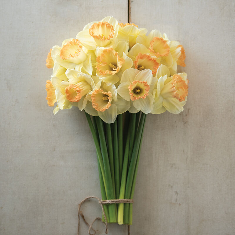 04821_01_marthastewart