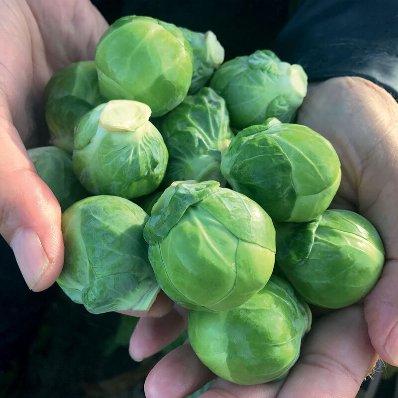 04821g_01_silvia_brussles_sprouts
