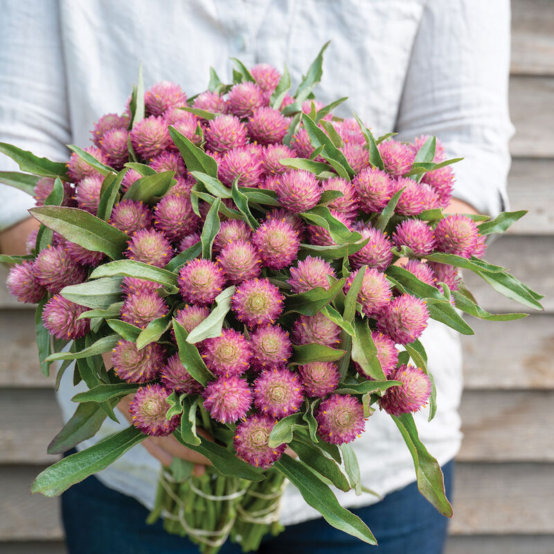 04828g_01_sequin_gomphrena