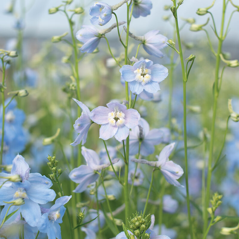 04836_01_cliveden_beauty_delphinium