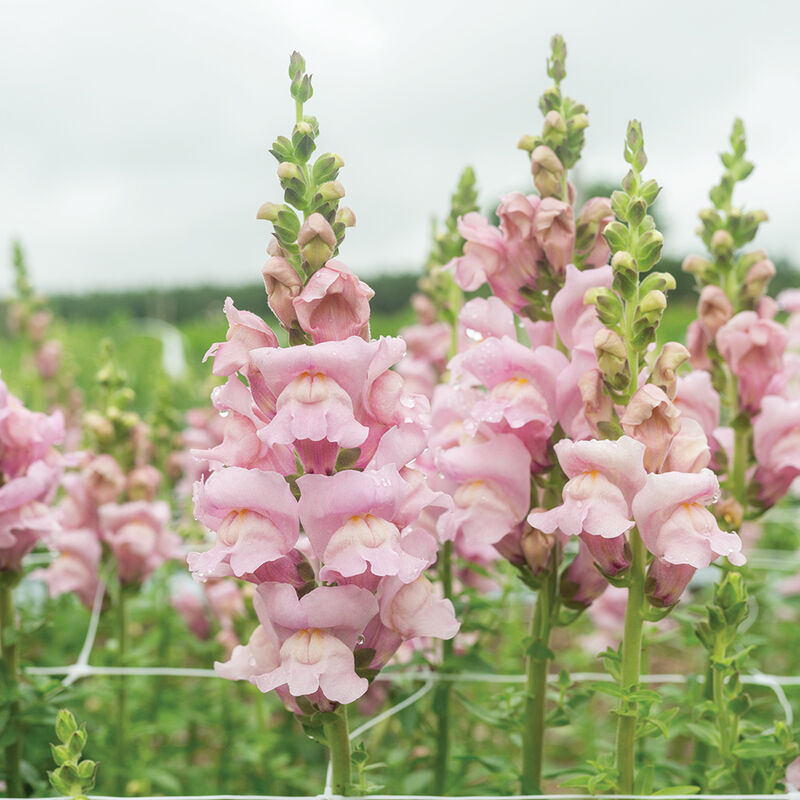 04839_01_opus_lavender_snapdragon