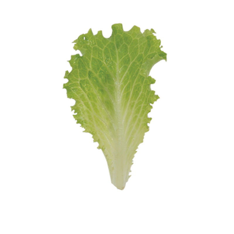 04839g_01_marilisa_babyleaf_lettuce