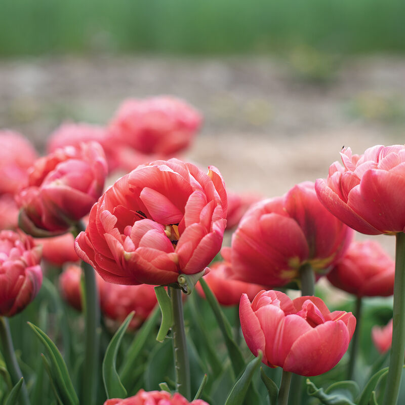 04850_01_copper_image_tulip