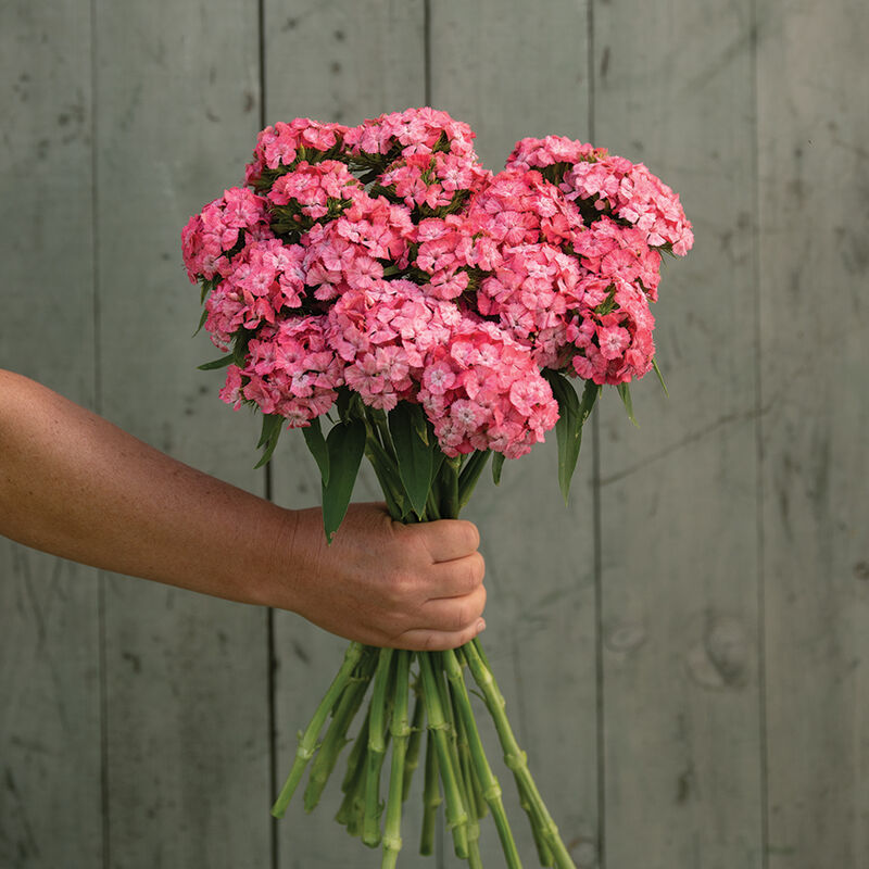 04851_01_barcelona_pink_dianthus