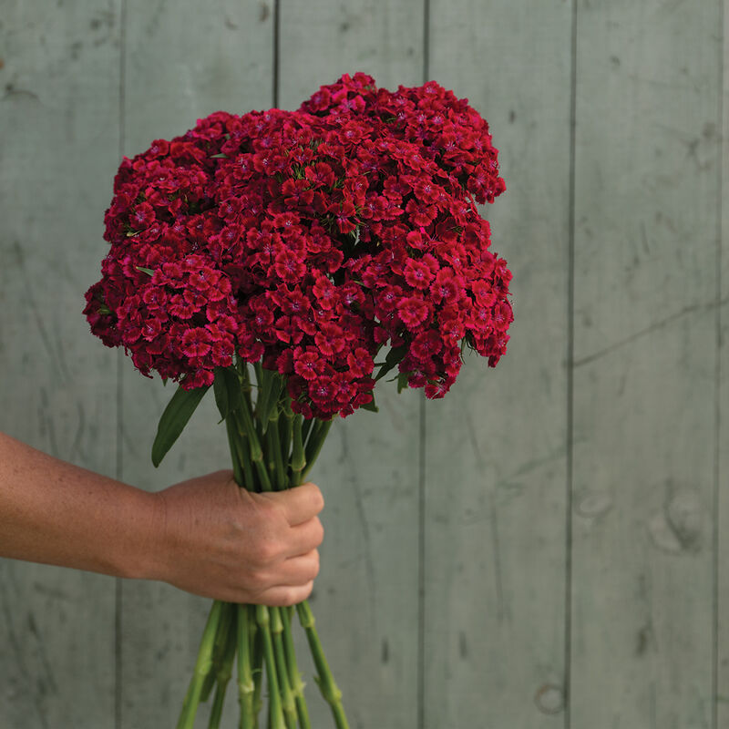 04852_01_barcelona_red_dianthus