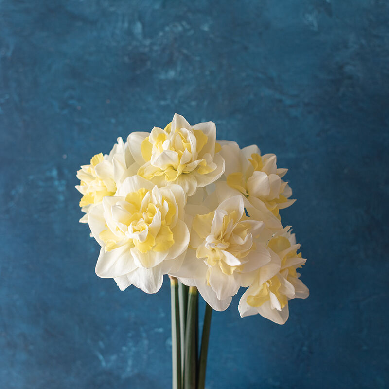 04861_01_easter_born_narcissus