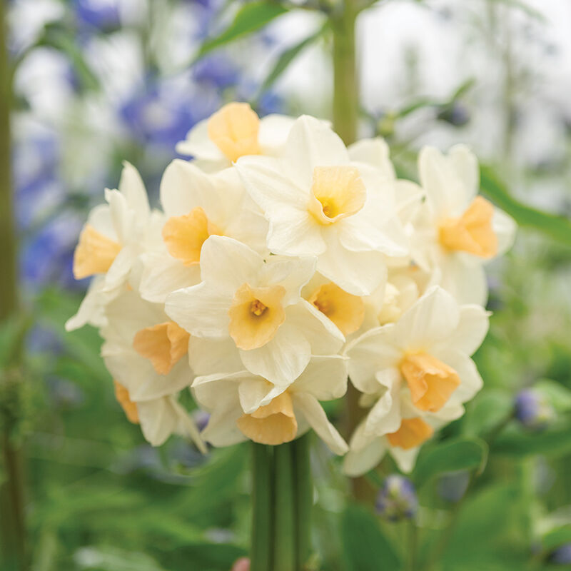 04862_02_kapiti_peach_narcissus