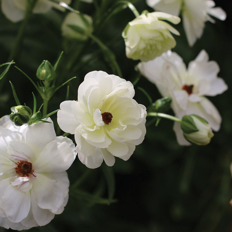 04869_01_butterfly_ninos