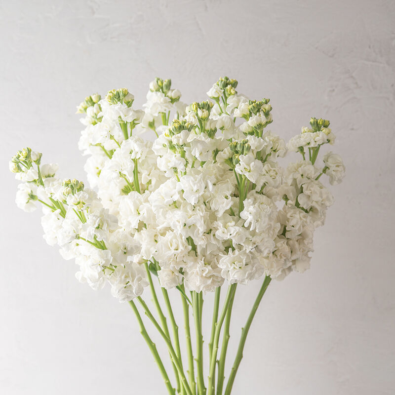 04908_01_early_arrow_white_stock