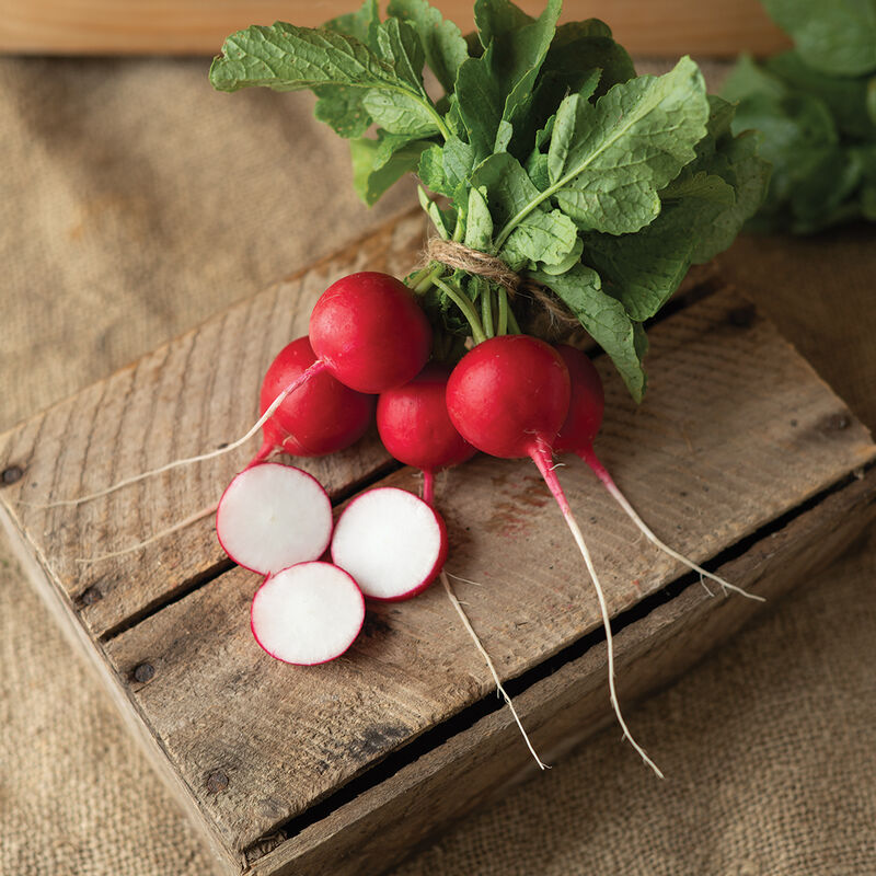 04910_01_donato_red_round_radish