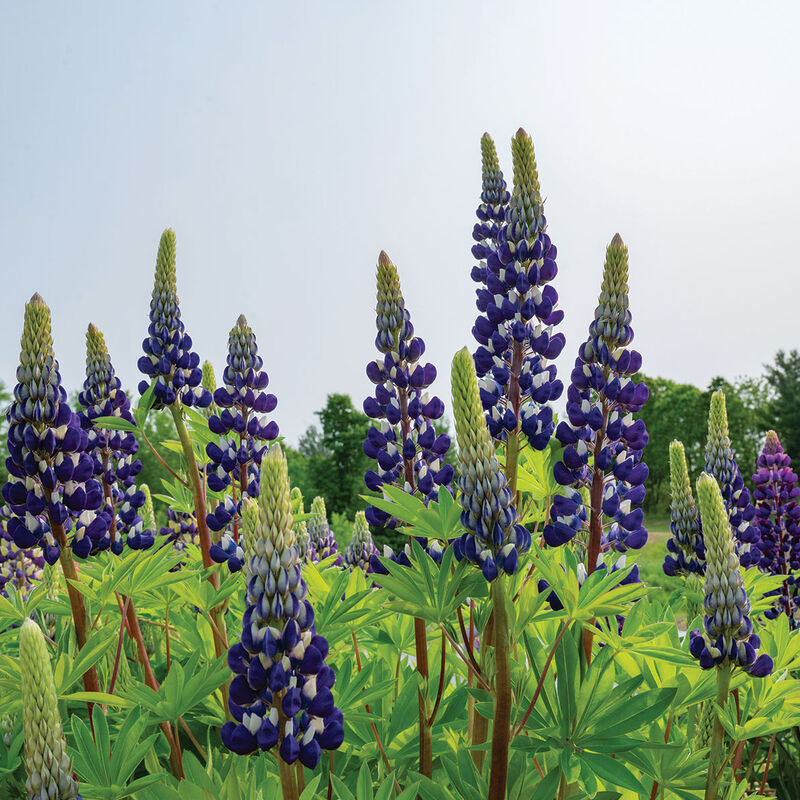 04913_02_the_govenor_lupine_flower