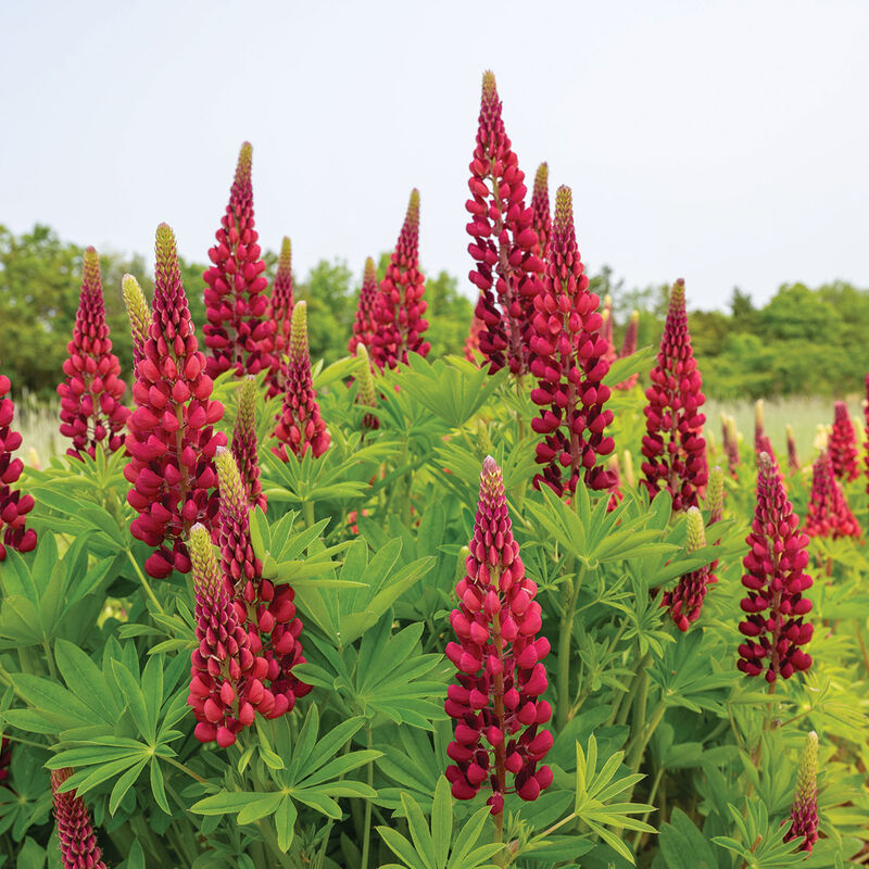 04914_02_my_castle_lupine_flower