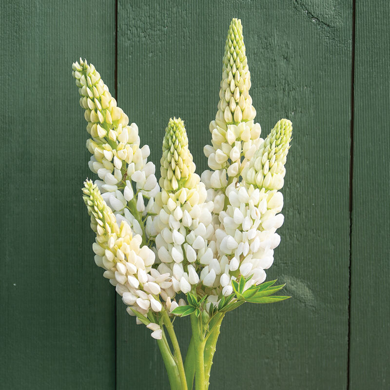 04916_01_nobel_maiden_lupine_flower