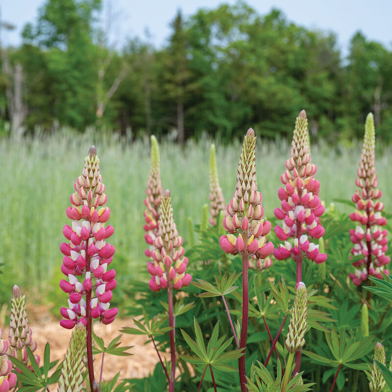 04917_02_chandelier_lupine_flower